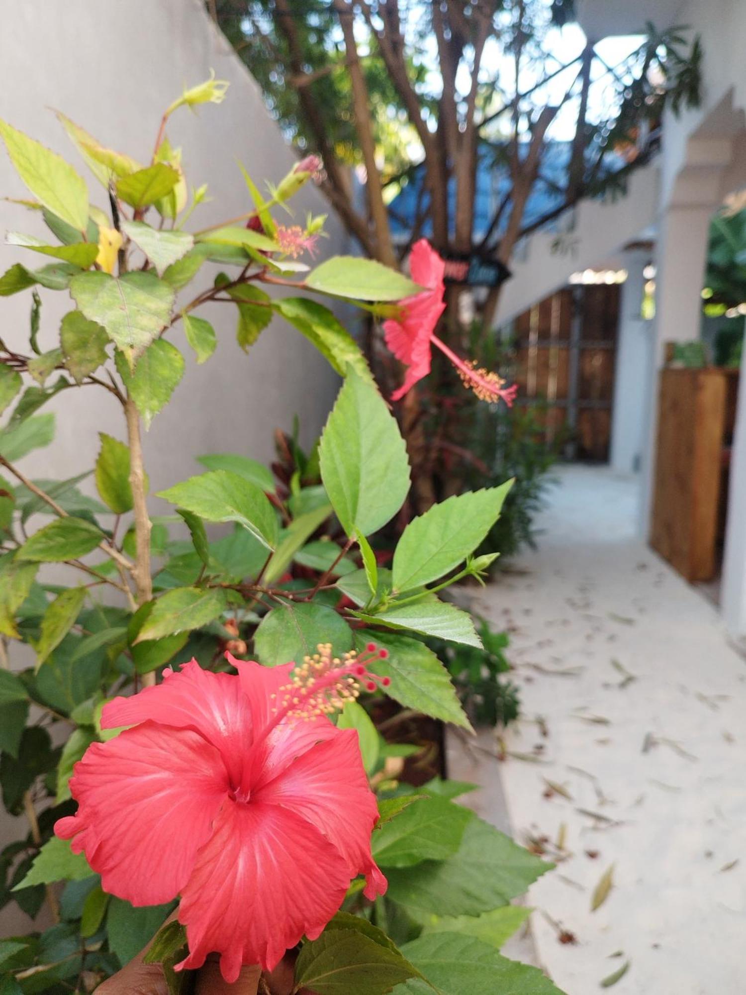 Pamoja Beach Stays Hotel In Jambiani Джамбиани Экстерьер фото